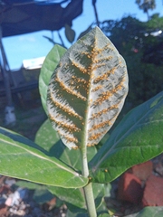 Aphis nerii