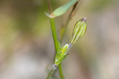 Wahlenbergia