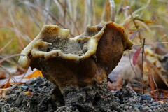 Sclerodermataceae