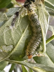 Psara obscuralis