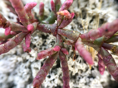 Salicornia rubra