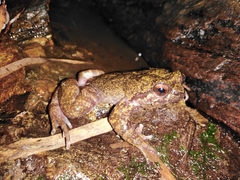 Insuetophrynus acarpicus