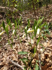 Uvularia puberula