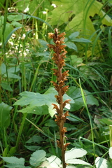 Orobanche alsatica