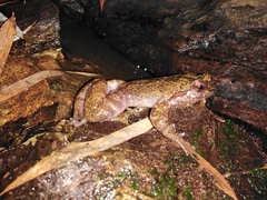 Insuetophrynus acarpicus