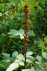 Orobanche alsatica
