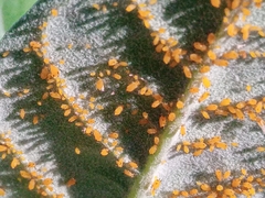 Aphis nerii