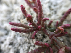 Salicornia rubra