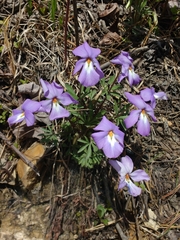 Viola pedata