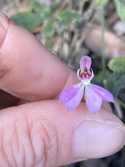 Caladenia pusilla