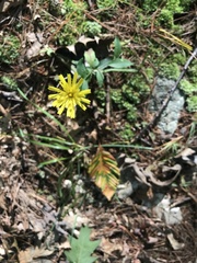 Hieracium lachenalii
