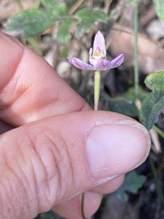 Caladenia pusilla