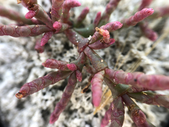 Salicornia rubra