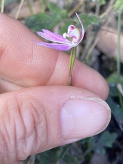Caladenia pusilla