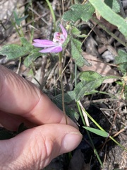 Caladenia pusilla
