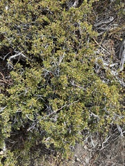 Purshia tridentata