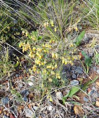 Hermannia cuneifolia