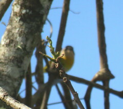 Chlorospingus flavopectus