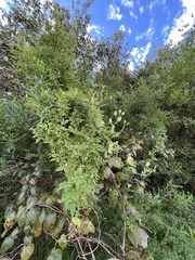 Serjania brachycarpa