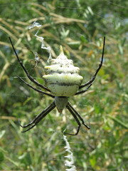 Argiope