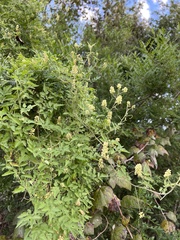 Serjania brachycarpa