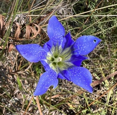 Gentiana autumnalis