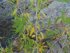 Salix amygdaloides