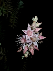 Sedum griseum