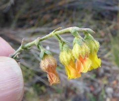 Hermannia cuneifolia