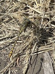 Ophiogomphus severus