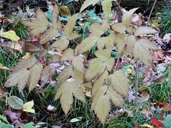Actaea