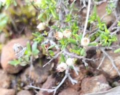 Cryptandra tomentosa