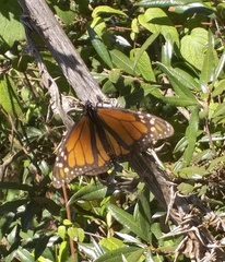 Danaus plexippus plexippus