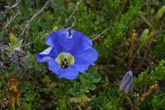 Nolana coelestis
