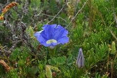 Nolana coelestis