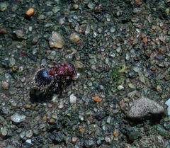 Meranoplus bicolor