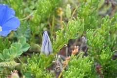 Nolana coelestis