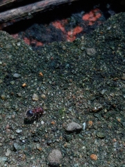 Meranoplus bicolor