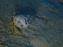 Dardanus scutellatus