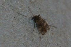 Psectrotanypus dyari