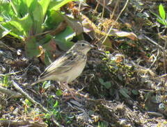 Anthus hellmayri