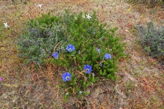 Nolana coelestis