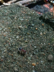 Meranoplus bicolor