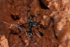 Brachyponera chinensis