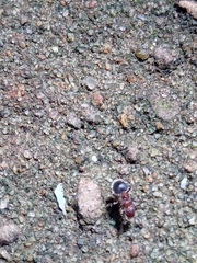 Meranoplus bicolor