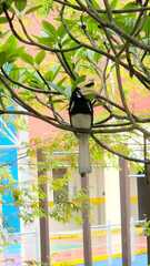 Anthracoceros albirostris