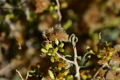 Ericameria cuneata