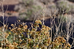 Ericameria cuneata