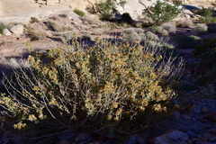 Ericameria cuneata