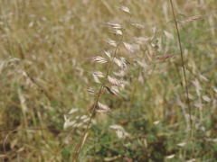 Bouteloua repens